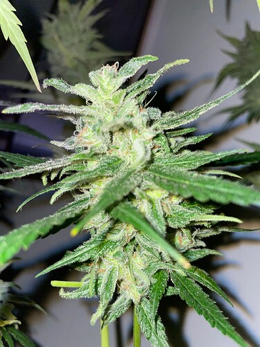 Growreport Bild 22