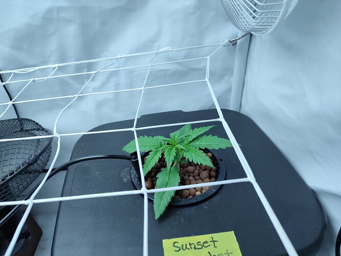 Growreport Bild 38
