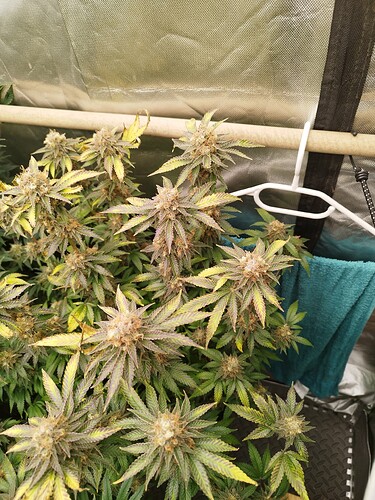 Growreport Bild 1