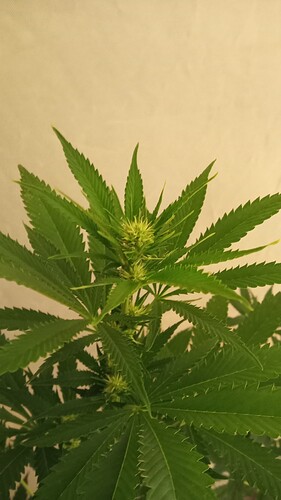 Growreport Bild 42