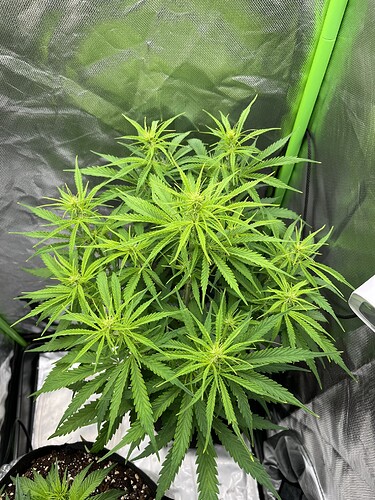 Growreport Bild 5