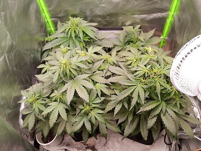 Growreport Bild 4