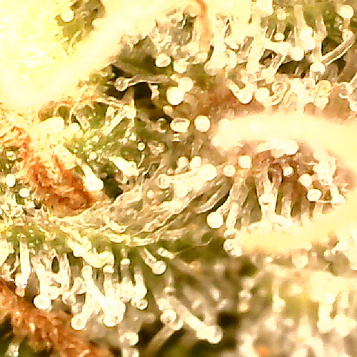 Growreport Bild 8