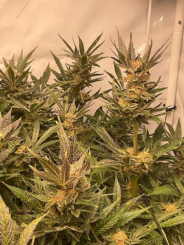 Growreport Bild 3