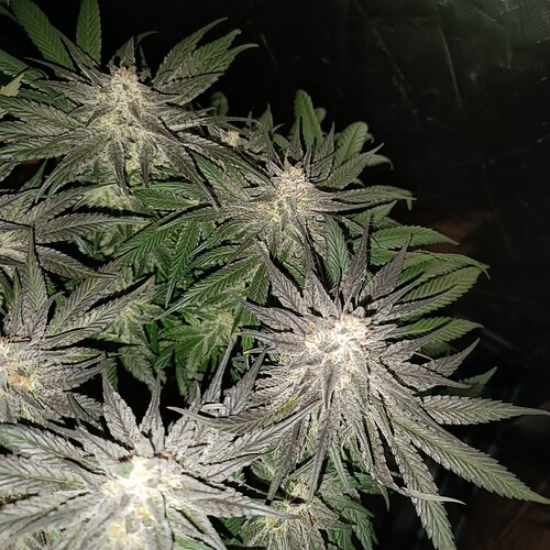 Growreport Bild 11