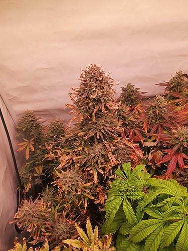 Growreport Bild 5