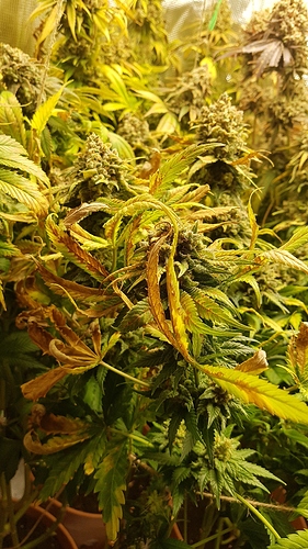 Growreport Bild 4