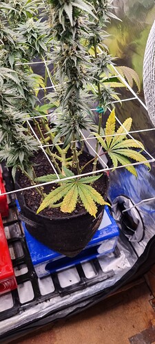 Growreport Bild 72