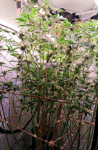 Growreport Bild 2