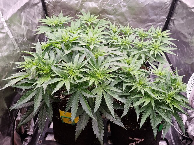 Growreport Bild 38