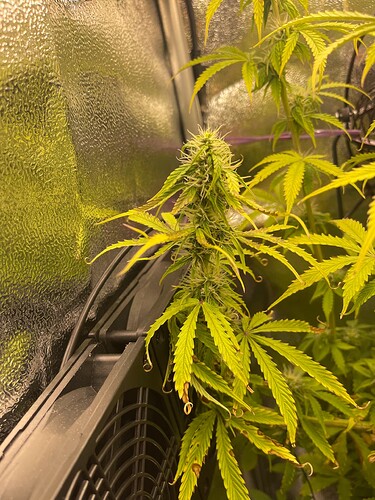Growreport Bild 3