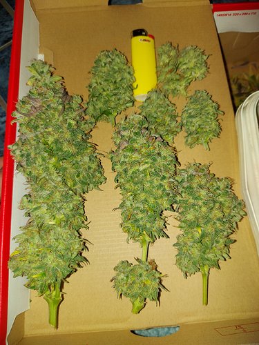 Growreport Bild 13