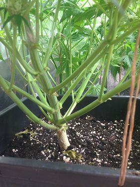 Growreport Bild 6