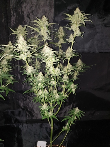 Growreport Bild 31