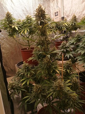 Growreport Bild 17