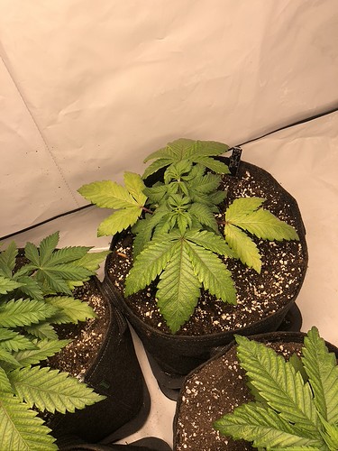 Growreport Bild 6