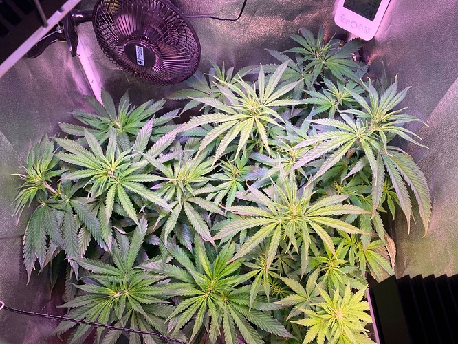 Growreport Bild 1