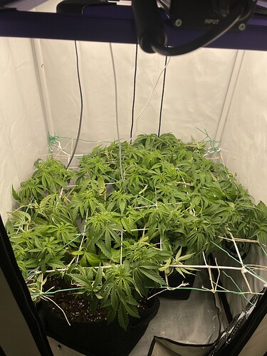 Growreport Bild 2