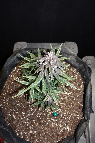 Growreport Bild 10