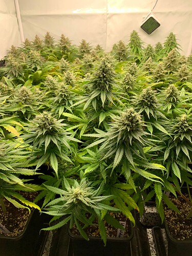 Growreport Bild 2