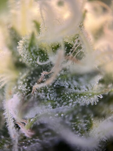 Growreport Bild 5
