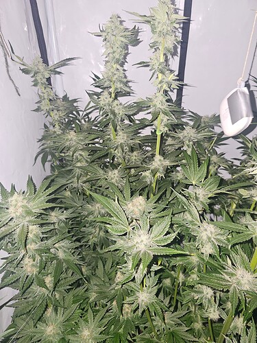 Growreport Bild 5