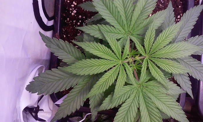 Growreport Bild 9