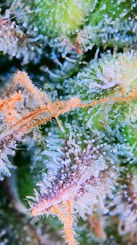 Growreport Bild 12