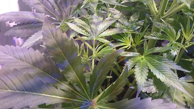 Growreport Bild 12