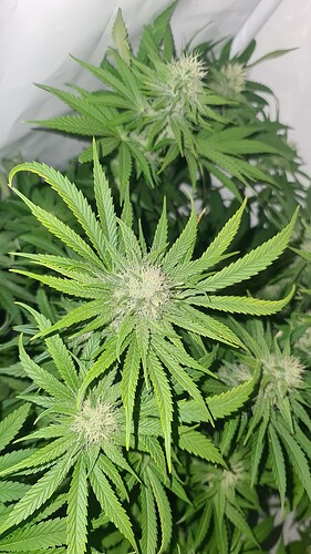 Growreport Bild 4