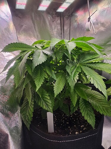 Growreport Bild 4