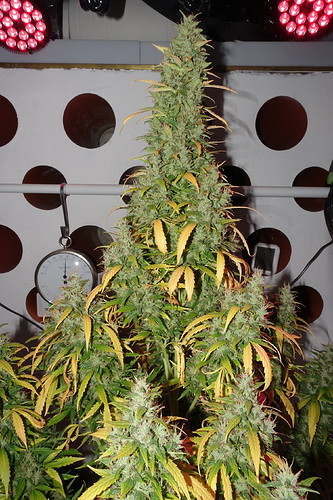 Growreport Bild 7