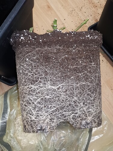 Growreport Bild 2