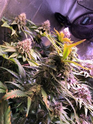 Growreport Bild 32