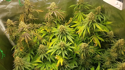 Growreport Bild 1