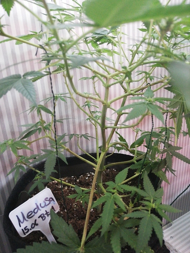 Growreport Bild 23