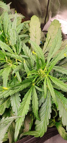 Growreport Bild 1