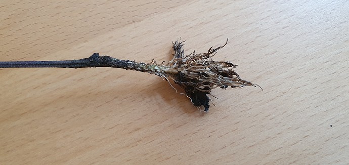 Growreport Bild 9
