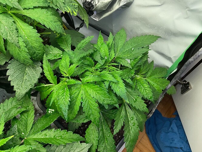 Growreport Bild 12