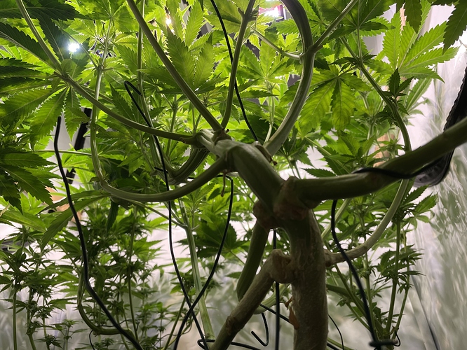 Growreport Bild 41