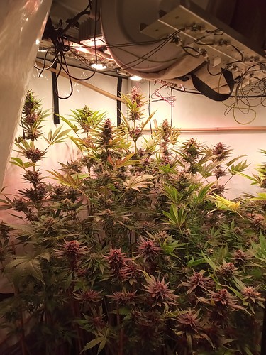 Growreport Bild 6