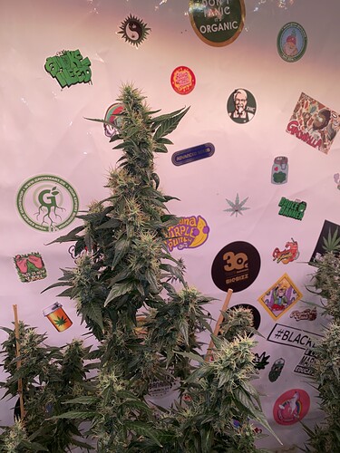 Growreport Bild 3