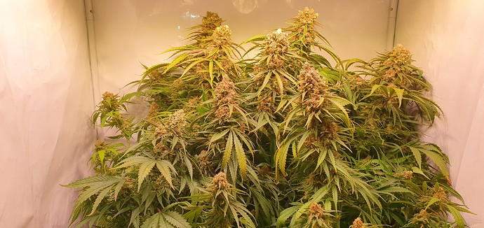 Growreport Bild 4