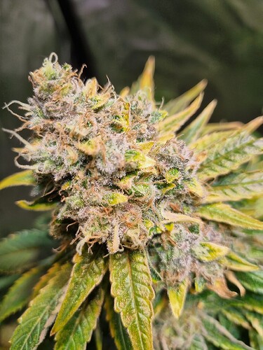 Growreport Bild 8
