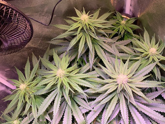 Growreport Bild 4