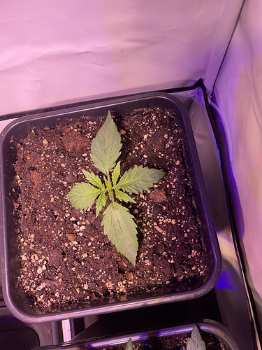 Growreport Bild 22
