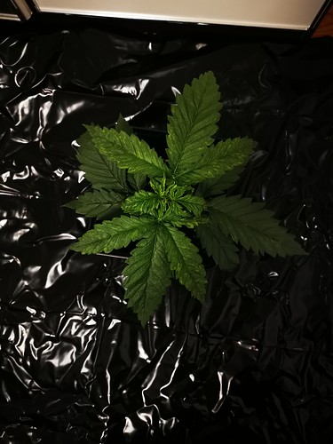 Growreport Bild 12