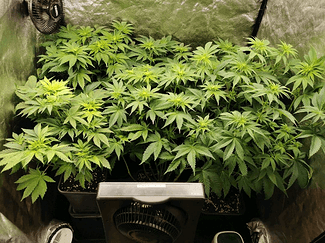 Growreport Bild 24