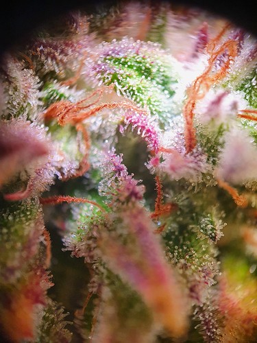 Growreport Bild 2