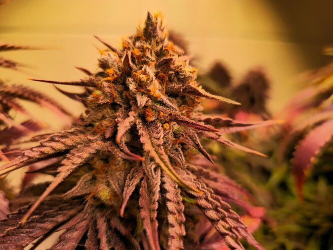 Growreport Bild 19